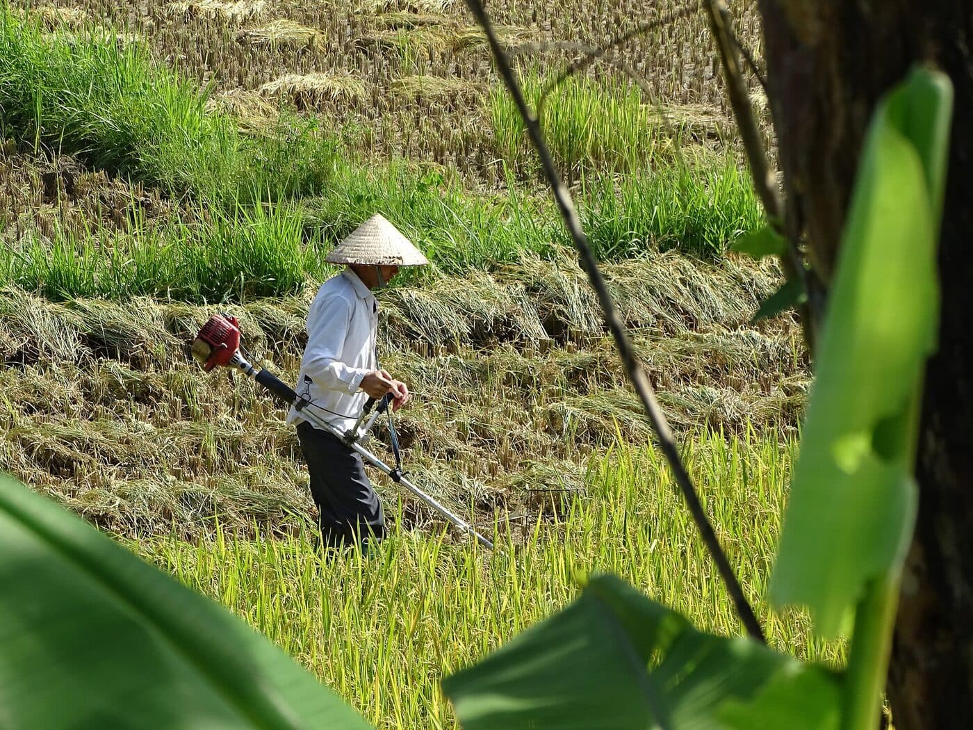 Vùng nguyên liệu lúa gạo Đồng bằng sông Cửu Long