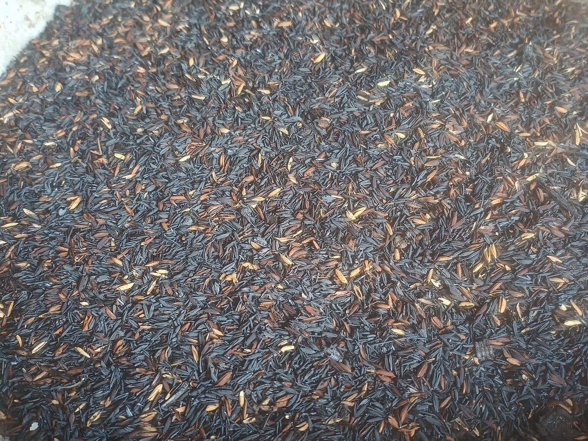 Tro trấu